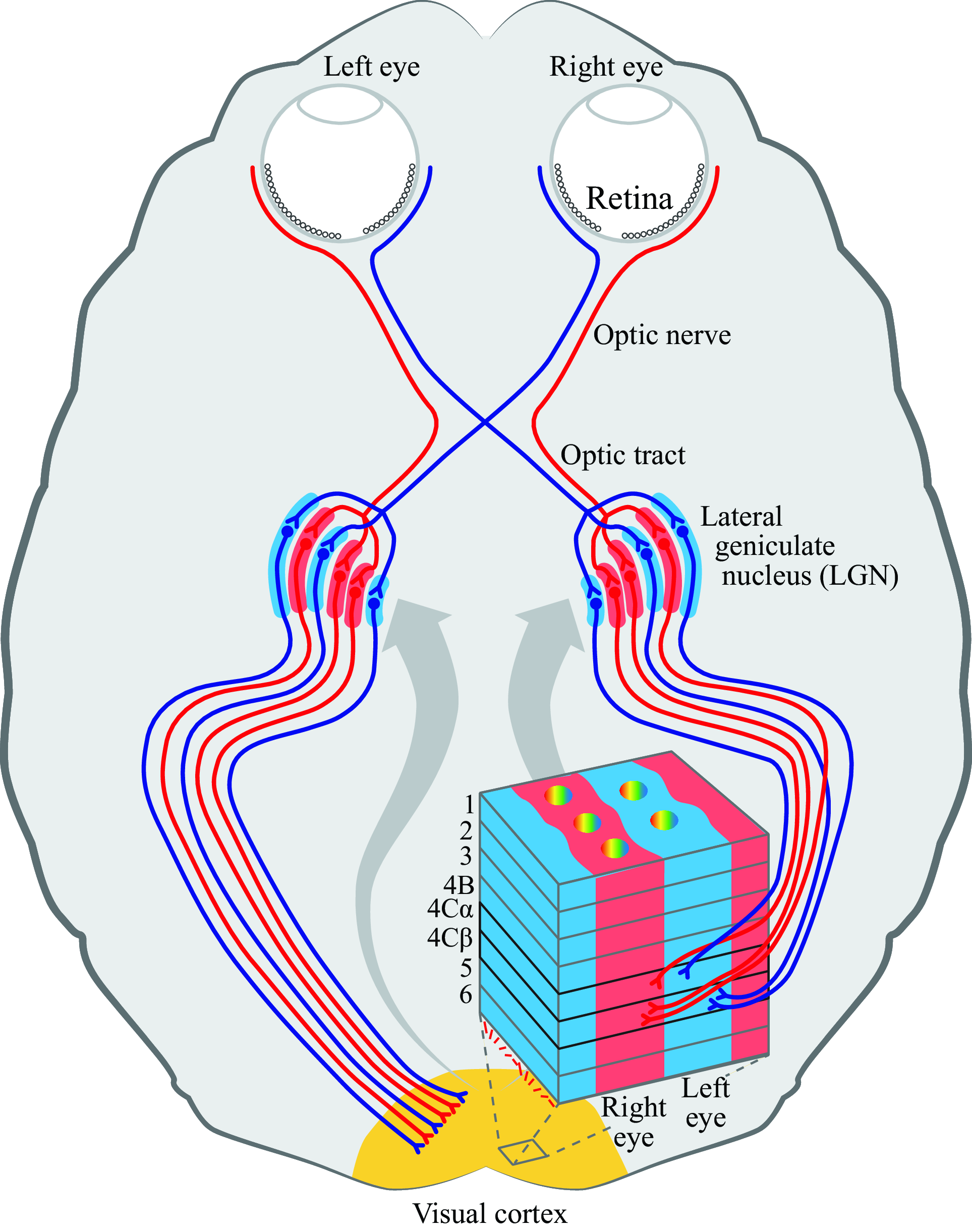 Visual Cortex 6 Layers
